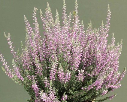 Calluna vulgaris 'Silvana'