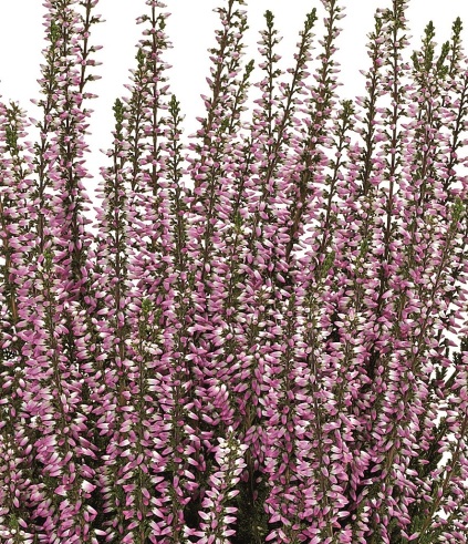 Calluna vulgaris 'Freya'