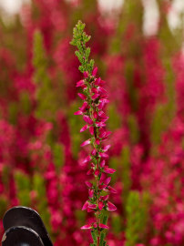 Calluna vulgaris 'Martina'