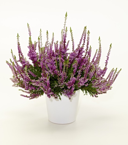 Calluna vulgaris 'Nico'