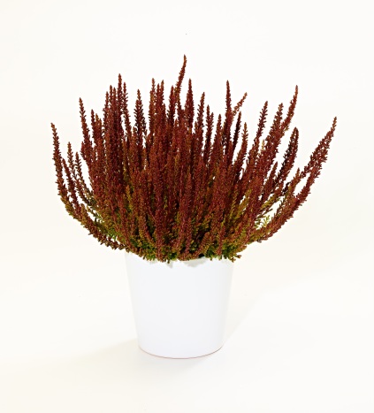 Calluna vulgaris 'Zorina'