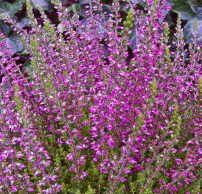 Calluna vulgaris 'Angie'®