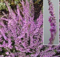 Calluna vulgaris 'Annemarie'