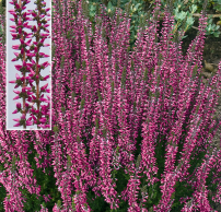 Calluna vulgaris 'Aphrodite'®