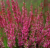 Calluna vulgaris 'Athene'®