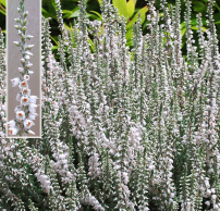 Calluna vulgaris 'Beoley Silver'