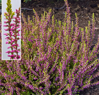 Calluna vulgaris 'Bonita'®