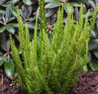 Calluna vulgaris 'Zelia'®