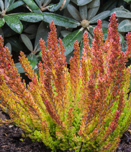 Calluna vulgaris 'Zoe'