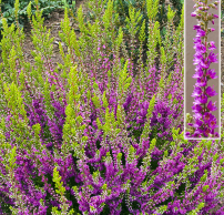 Calluna vulgaris 'Con Brio'