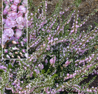 Calluna vulgaris 'Country Wicklow'