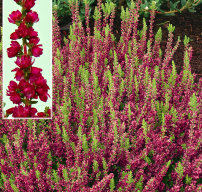 Calluna vulgaris 'Dark Beauty'