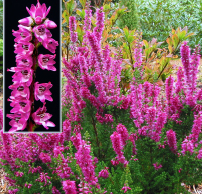 Calluna vulgaris 'Darkness'