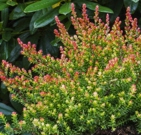 Calluna vulgaris 'Easter Bonfire'