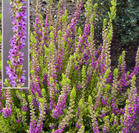 Calluna vulgaris 'Firefly'