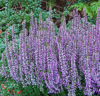 Calluna vulgaris 'Hilda'®