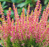 Calluna vulgaris 'Golden Angie'®