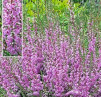 Calluna vulgaris 'Heidesinfonie'