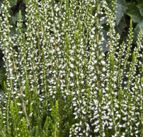 Calluna vulgaris 'Helena'®