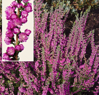 Calluna vulgaris 'Jana'