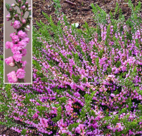 Calluna vulgaris 'J.H. Hamilton'