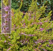 Calluna vulgaris 'Julia'