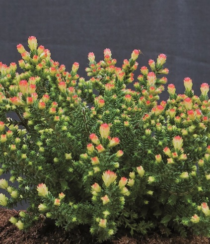 Calluna vulgaris 'Kerstin'