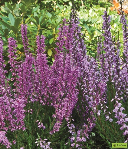 Calluna vulgaris 'Kongenshus'