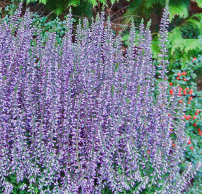 Calluna vulgaris 'Lena'®