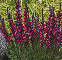 Calluna vulgaris 'Loki'®