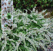 Calluna vulgaris 'Low White'