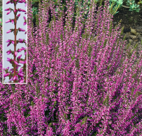 Calluna vulgaris 'Marlies'