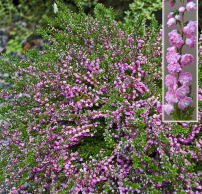 Calluna vulgaris 'Red Favorit'