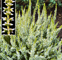 Calluna vulgaris 'Sandy'®