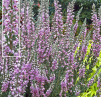 Calluna vulgaris 'Silver Knight'