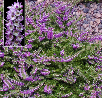 Calluna vulgaris 'Sister Anne'