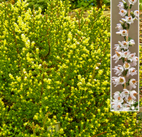 Calluna vulgaris 'Spider'