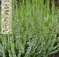 Calluna vulgaris 'Stehanie'