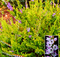 Calluna vulgaris 'Wickwar Flame'