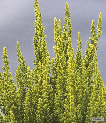 Calluna vulgaris 'Zeta'