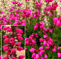 Erica cinerea 'Stephen Davis'