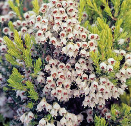 Erica aborea 'Estrella Gold'