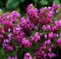 Erica carnea 'Cornelia'®