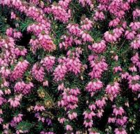 Erica x darleyensis 'Rubina'®