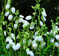 Daboecia cantabrica 'Alba'