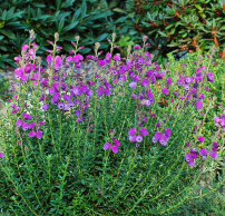 Daboecia cantabrica 'Vanessa'®
