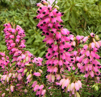 Erica carnea 'Eva'