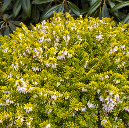 Erica carnea 'Golden Starlet'