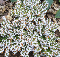 Erica carnea 'Isabell'