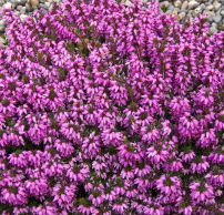 Erica carnea 'Rosalie'